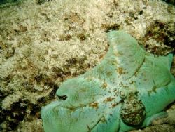 Octopus: Taken on a night dive in Cozumel using a DC310 w... by Nick Ioppolo 